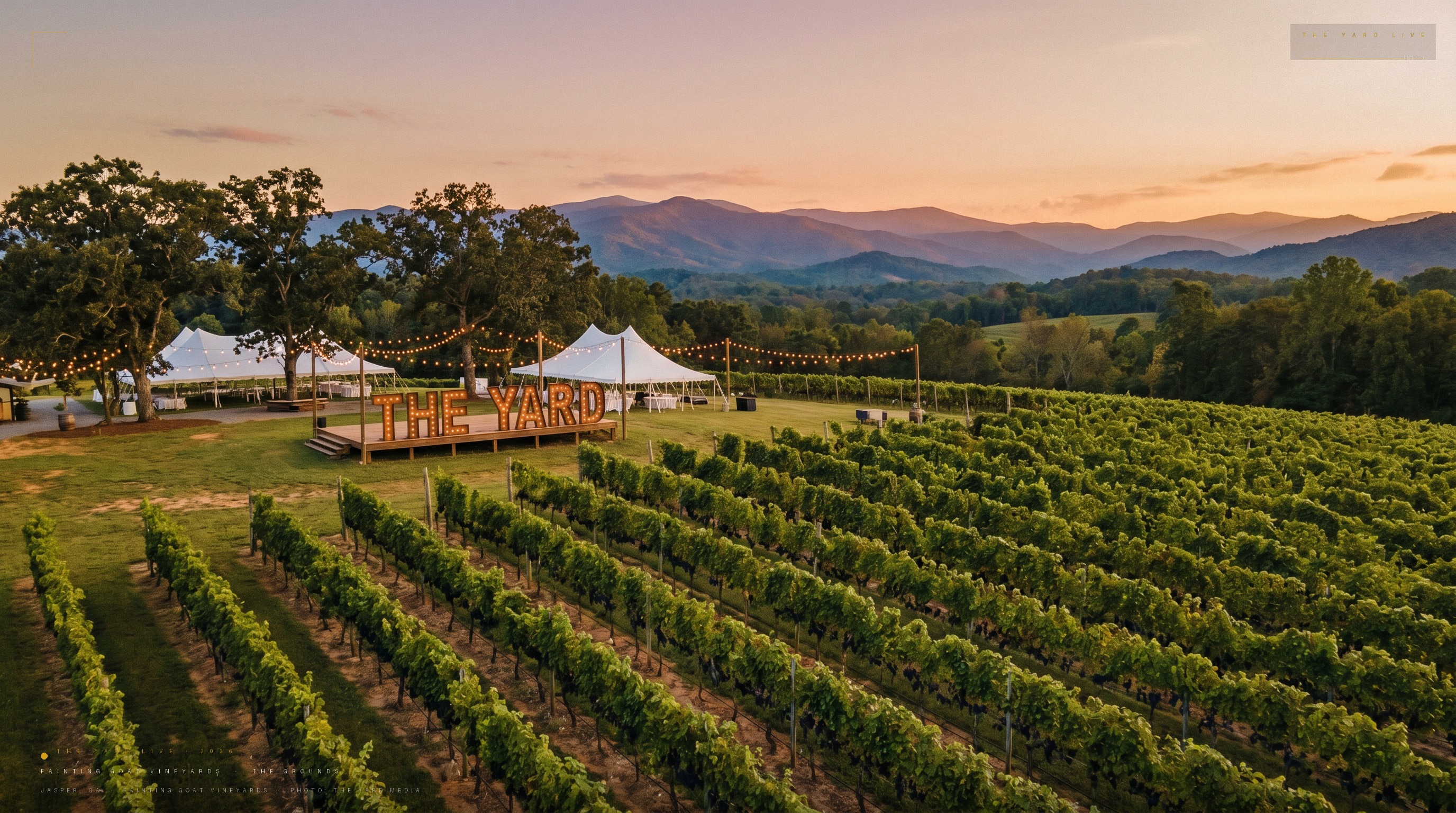 Vineyard rows at golden hour, Blue Ridge mountains in the distance